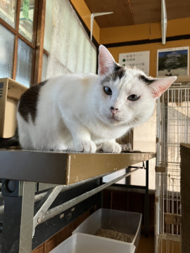 シャム系の アンジュちゃん