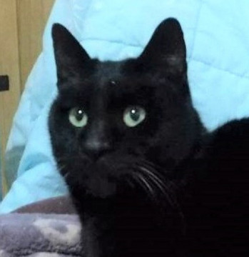 甘え上手で可愛い黒猫のココ君