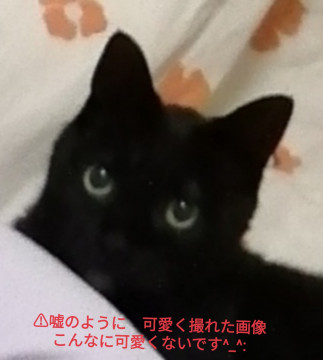 幸せ呼ぶカギ尻尾 別ブログあり