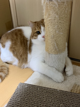 猫が大好きな猫♡