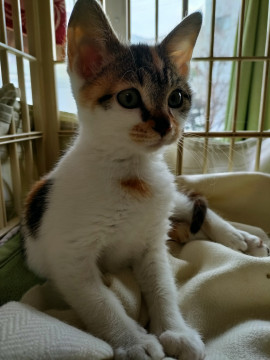 3ヶ月ミケちゃん