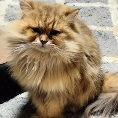 ペルシャ猫