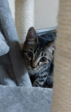 とてもかわいいキジトラです。