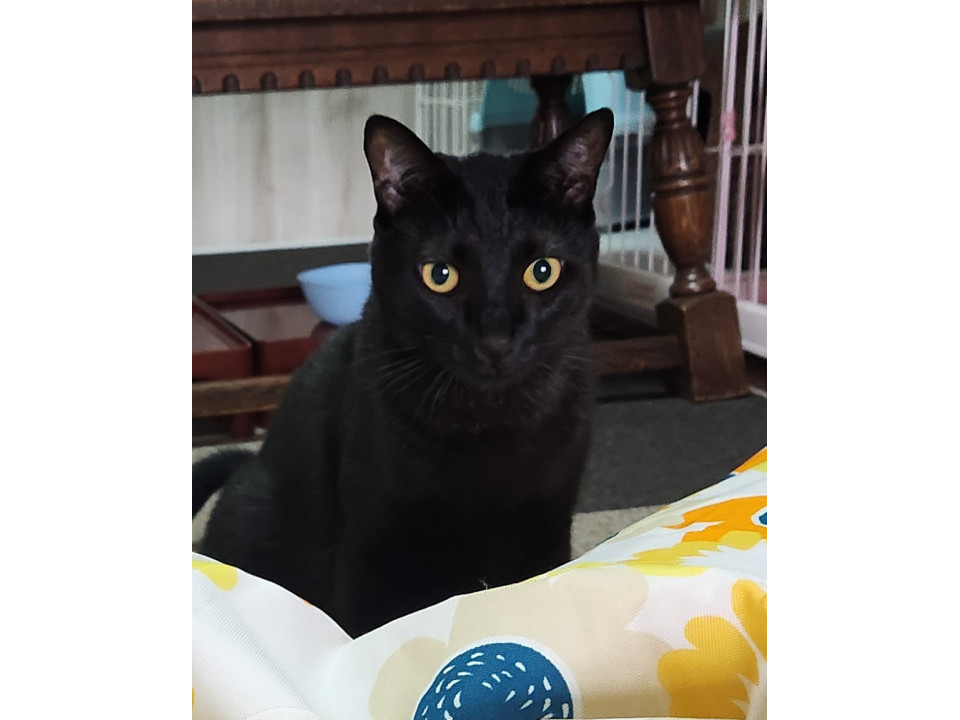 遊ぶの大好き　黒猫のヤマトくん