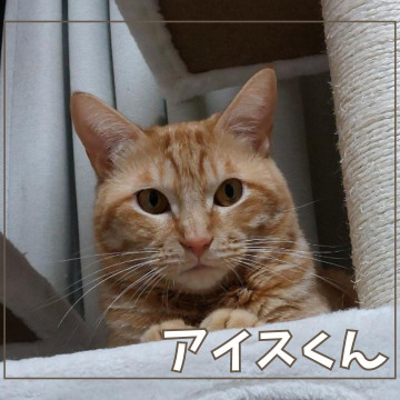 ボク、ビビりじゃ、ないもん!☆アイス