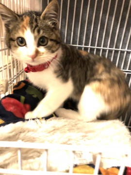 ミケ猫3ヶ月ゴロゴロ
