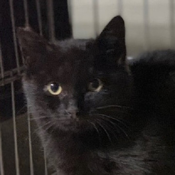元気いっぱい!可愛い黒猫のクロ君