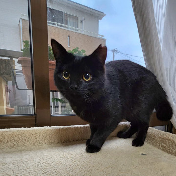 子猫のわかめちゃん!