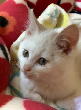 フワフワ～コロコロ、可愛い白茶猫