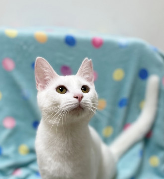 人馴れネコ慣れ抜群✨甘えん坊さん❤️