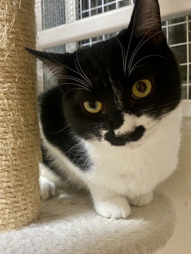 白黒の美猫さん