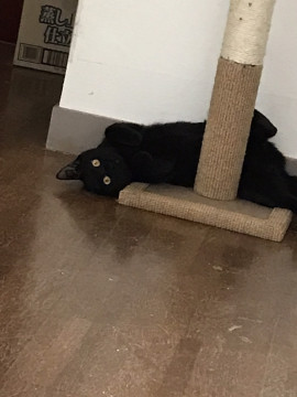 黒猫好きには堪らない可愛いさ。