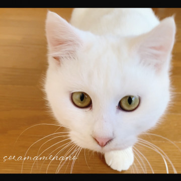 おっとりかわいい白猫ちゃんです