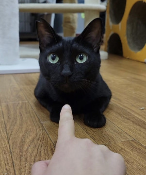 ツヤツヤな黒猫男子　一幸♂