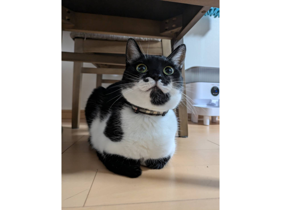 猫と仲良し白黒 レクサ♀
