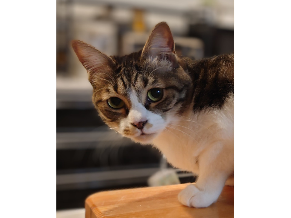 ちょっと困り顔？のキジ白ちゃん♡