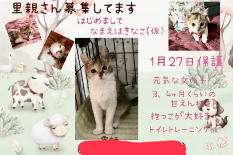 元気でフワフワ、元気な三毛女子✨