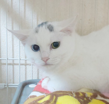 キトンキャップ付オッドアイ