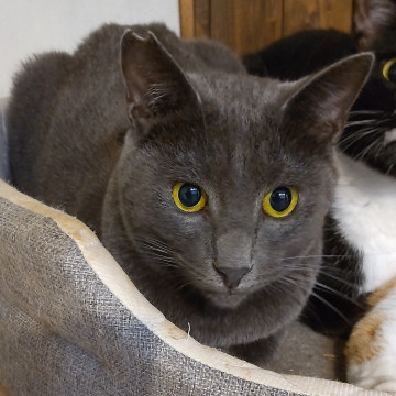 一見イケメン、よく見ると三枚目のグレー猫