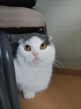 スコティッシュのデイジーちゃん