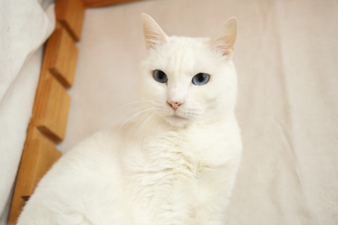 たおやかな白猫