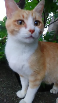 飼い主さんに先立たれた美猫さん