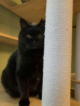 落ち着いた成猫さんと暮らしてみませんか?