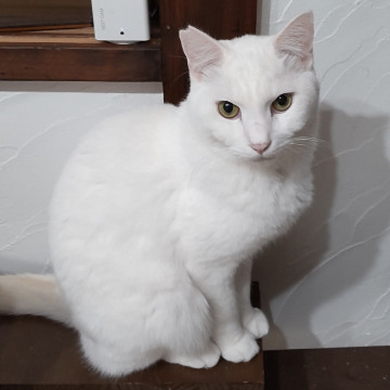 何とも美しくて神々しい特大白猫くん