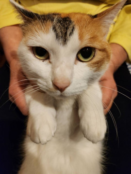 里親様決まりました
