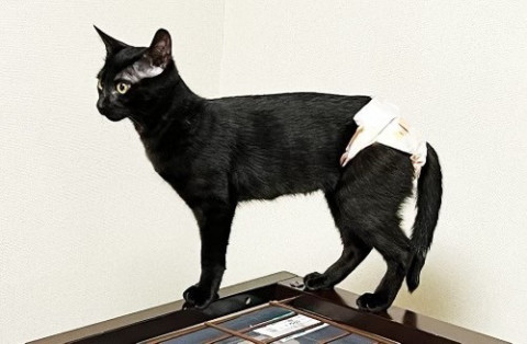 圧迫排尿が必要な黒猫の愛ちゃん