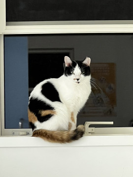 綺麗な三毛猫さん