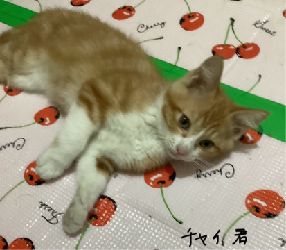 甘えっ子3兄弟