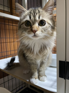 可愛い長毛キジトラ猫