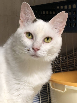 サラビ☆4歳以上