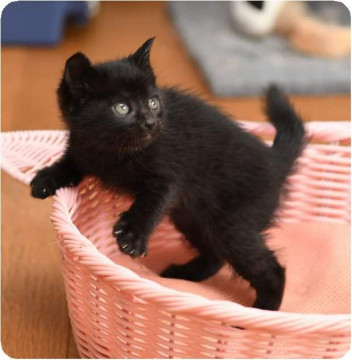 鍵シッポ黒猫ちゃん