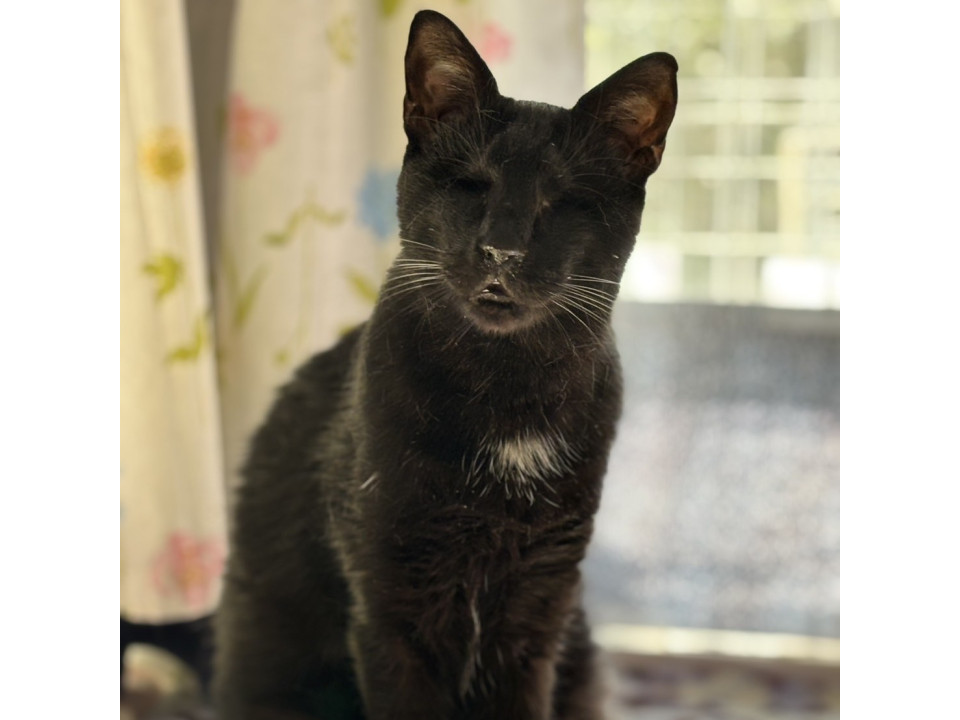 くろみん☆3歳くらい