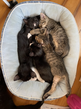 保護したネコが５匹出産
