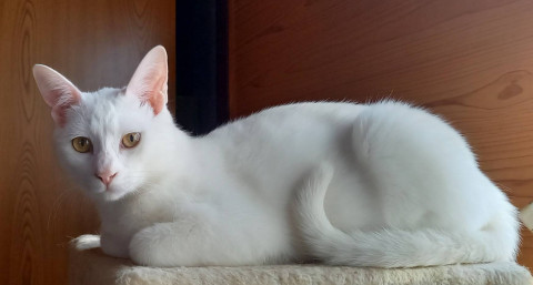 尻尾が可愛い白猫ちゃん