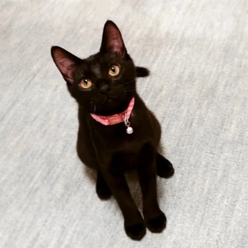 黒猫の女の子♡らぶりぃちゃん