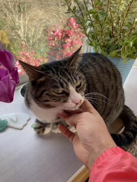 小ぶりで愛らしい♪愛ちゃん☆エイズ陽性。