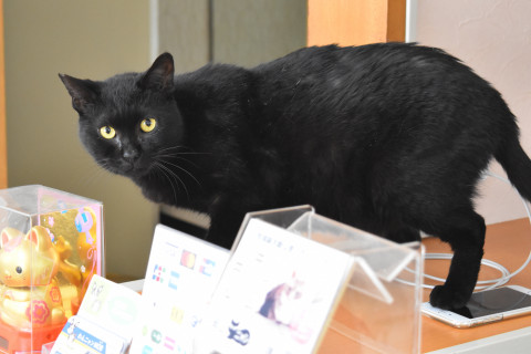 よく人馴れした黒猫君