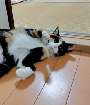 生後6ヶ月、懐こさ抜群のみけちゃん