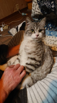 ころころぼでぃな甘えん坊