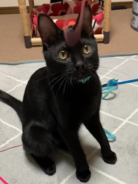 人馴れ抜群の黒猫