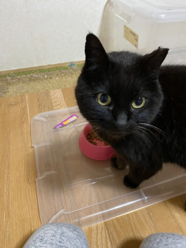 丸顔のまるこです♡