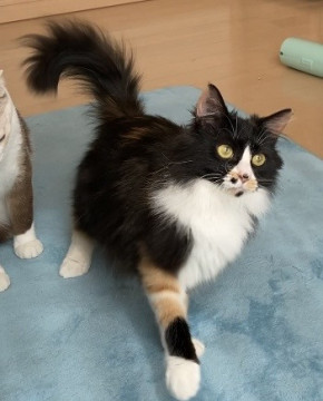 ハチワレのような三毛猫ちゃん