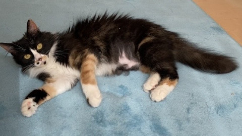 猫]静岡県の里親募集 ハチワレのような三毛猫ちゃん