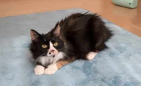 猫]静岡県の里親募集 ハチワレのような三毛猫ちゃん
