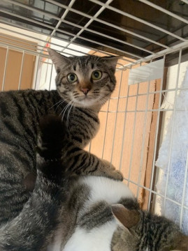 人馴れ進行中可愛いキジトラの女の子