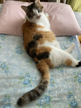 人懐っこい三毛猫ちゃん